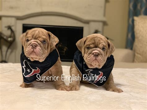 Old english bulldog lovers, derry, new hampshire. We have 2 lilac fawn Merle males ready for their forever ...