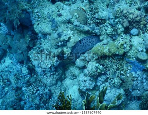 Ras Mohammed Egypt Giant Moray Eel Stock Photo 1587607990 Shutterstock
