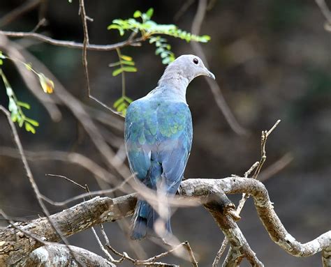 The Life Journey In Photography Green Imperial Pigeon Wilpattu