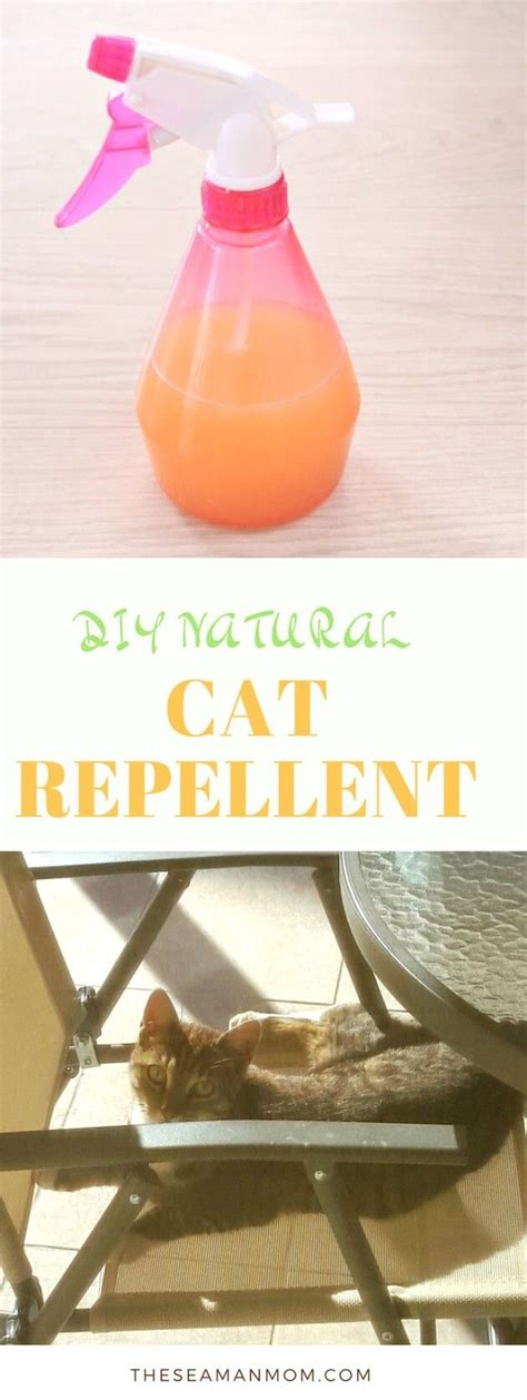 You may have to experiment. DIY Cat Repellent | Cat repellant outdoor, Cat repellant ...