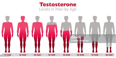 Testosterone Levels Testosterone Rates In The Body Of Men With Age High