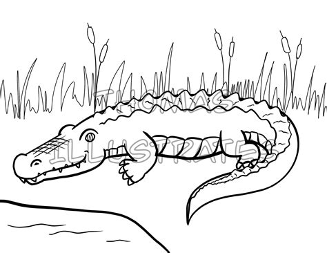 Reptiles Of North America Coloring Page In 2022 Color - vrogue.co
