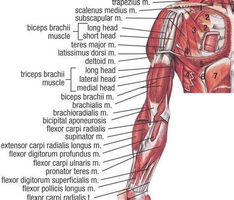 The main functions are to rotate the head and flex the neck and spine. Upper Torso Muscle Anatomy - Image result for male upper ...