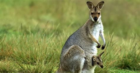All About Animal Wildlife: Kangaroo Images and Facts