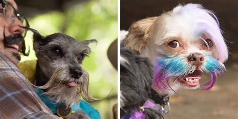 The 2018 Fourth Annual Dog Beard And Mustache Competition In Austin Texas