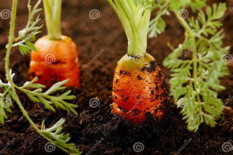 Carrots Growing In The Soil Stock Image Image Of Spear Plant 20321225