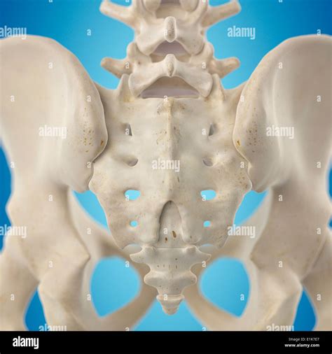 Human Hip Bone Computer Artwork Stock Photo Alamy