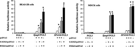 Effect Of Sox5 And Foxj1 On Human And Mouse Spag6 Promoter Function In Download Scientific