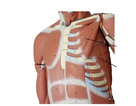 Anterior Muscles For Chest Quiz