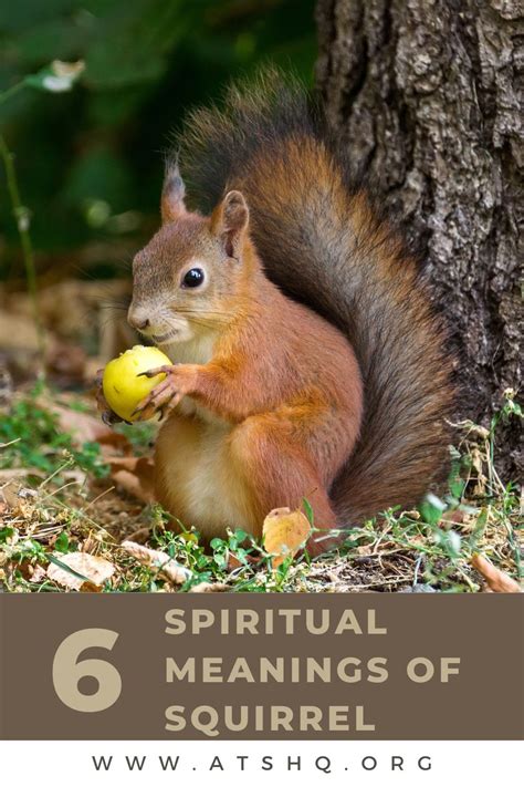 Squirrel Symbolism 6 Spiritual Meanings Of Squirrel