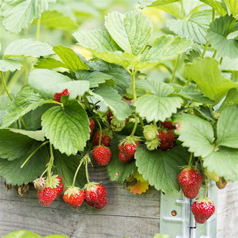 How To Grow A Berry Garden In Your Backyard The Home Depot