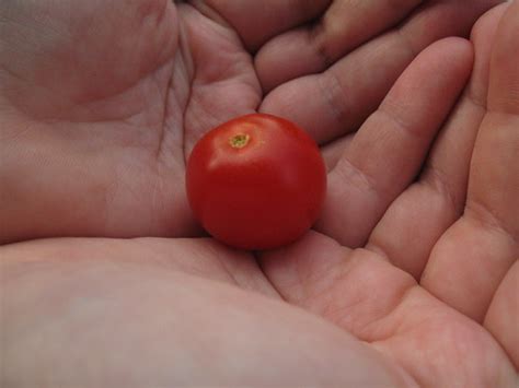 Cherry Tomato The First One To Ripen From Our Garden Steve