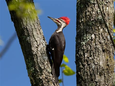 Woodpeckers Everything You Need To Know Birdfact