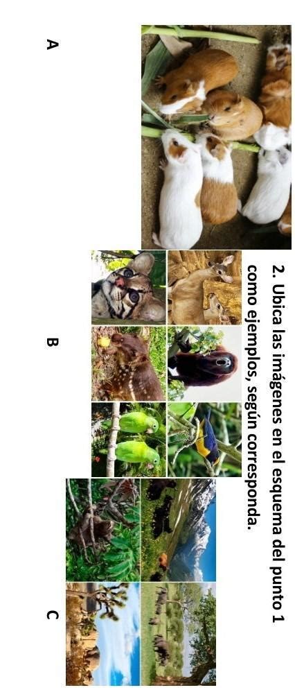 · Diversidad De Ecosistemas· Biodiversidad· Diversidad De Genes· Se