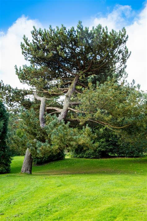 Tree Free Stock Photo - Public Domain Pictures