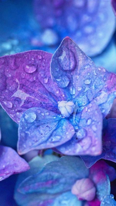 Water Flower Wallpapers Top Free Water Flower Backgrounds