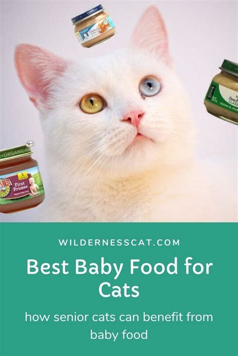 Baby Food For Cats Jaida Has Gillespie