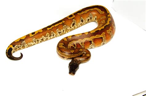 Burmese Python Python Bivittatus Reptile Universe