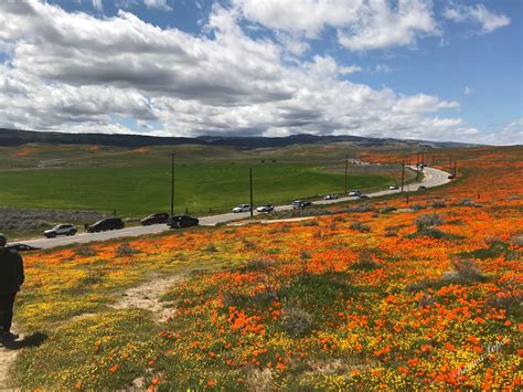 Maybe you would like to learn more about one of these? Super bloom in the high desert | California poppy ...