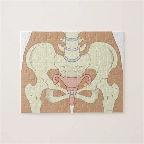 Female Reproductive System 3 Jigsaw Puzzle Zazzle