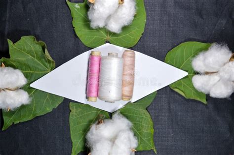 Colorful Thread And Green Cotton Stock Image Image Of Cotton Group