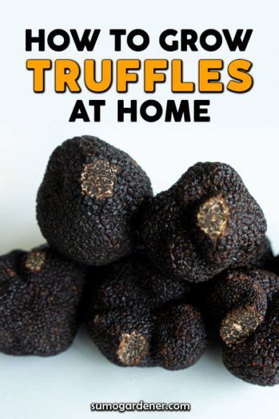 How To Grow Truffles At Home Sumo Gardener