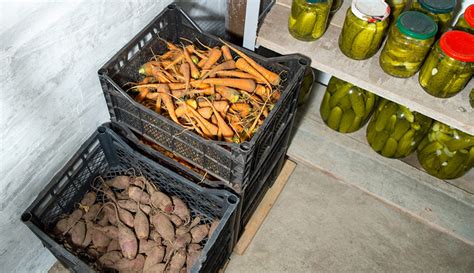 A fan can force air through the intake, and if you are building the root cellar in your basement, a window can serve as the outlet. How to Build a Root Cellar in Your Basement - Hobby Farms