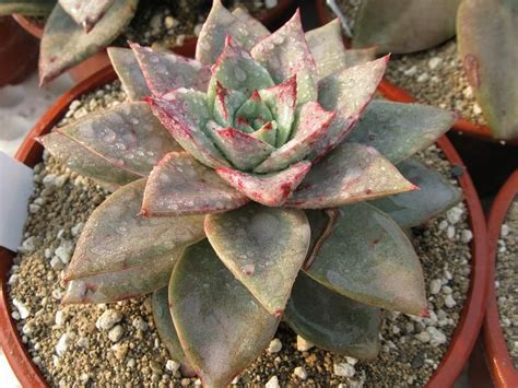 Echeverias Scent Garden Cactus Y Suculentas Echeveria Succulents