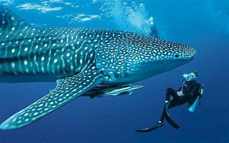 A Whale Shark Encounter In The Maldives Telegraph