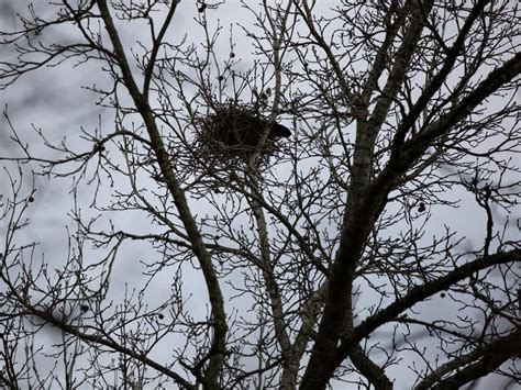 Crow Nesting Behavior Location Eggs Faqs Birdfact