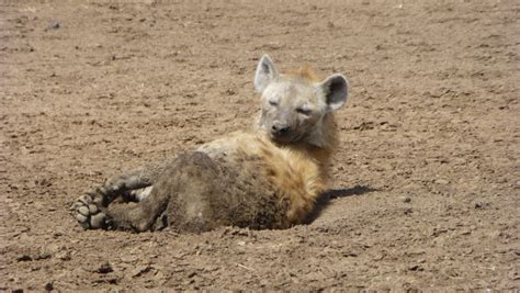 Free Images Wildlife Mammal Fauna Vertebrate Hyena 3888x2592