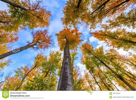 Autumn Beech Trees Crowns Stock Image Image Of Branch 102135233