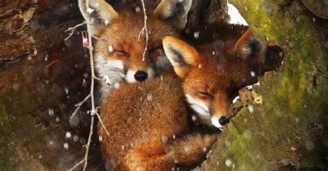 Foxes hibernating for the winter! | Beautiful Photography and Art