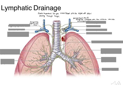 Lymphatic Drainage Of Lungs Diagram Quizlet