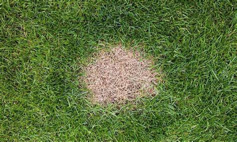 Why Does My Lawn Have Brown Spots