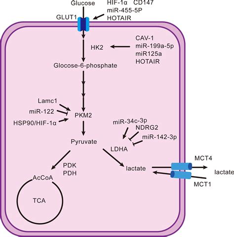 Frontiers Lactate The Mediator Of Metabolism And Immunosuppression