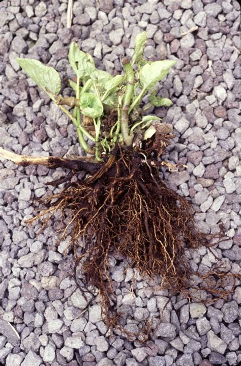 The problem exists within the plant itself. Tips And Information For Treating Root Rot In Houseplants