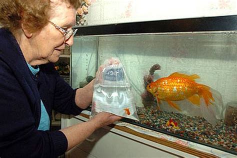 Well, how big can a goldfish get? A Visual Perspective On Goldfish Size | My Aquarium Club