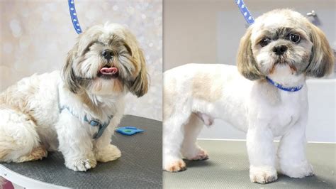 How Often Does A Shih Tzu Need To Be Groomed