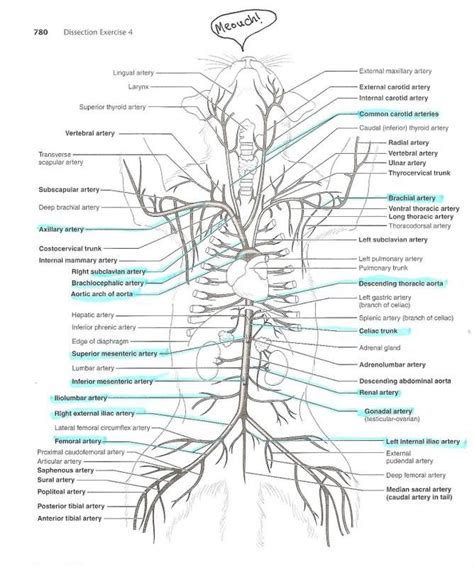 Medial pectoral, lateral pectoral, intercostal, subcostal, phrenic, vagus, pelvic splanchnic. cat arteries and veins diagram | anatomyforme: Diagrams of ...