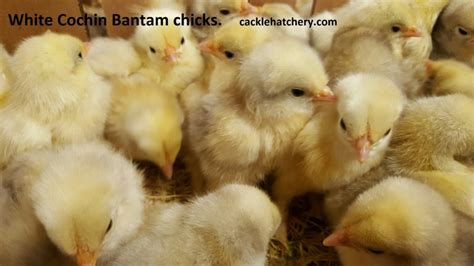 White Cochin Bantams Chicks For Sale Cackle Hatchery