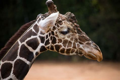 Giraffe Zoo Atlanta
