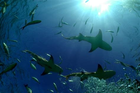 Greenpeace australia pacific (gpap) is the regional office of the global environmental organisation greenpeace. 10 amazing shark pictures - Greenpeace Australia Pacific