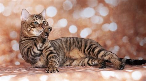 Toyger Cat Price Discover The Cost Of This Rare Breed