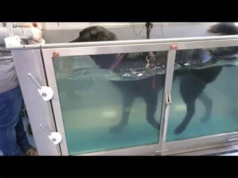 Schäferhund/Labrador Mix mit ED und HD beim Training im ...