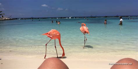 Visiting Flamingo Beach In Aruba The Common Traveler