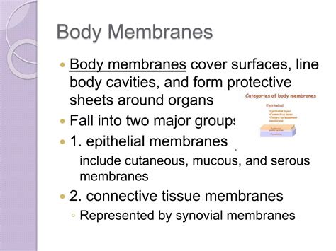 Chapter 4 Skin And Body Membranes