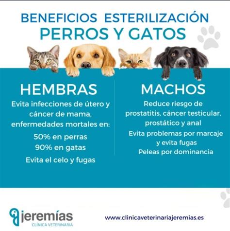 9 razones principales para esterilizar o castrar a tu mascota