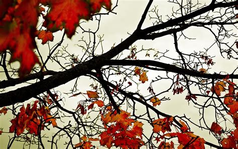 Leaves Fall Branch Hd Wallpapers Desktop And Mobile Images And Photos