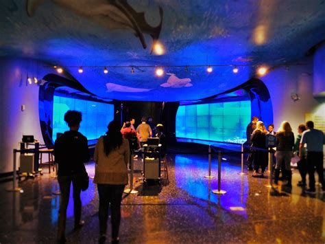 The Georgia Aquarium A Complete Experience